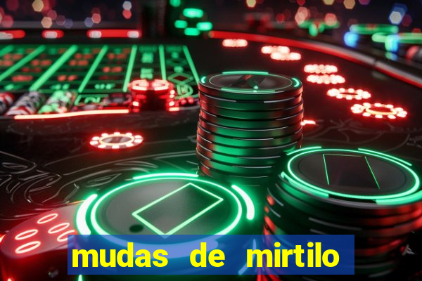 mudas de mirtilo em porto alegre